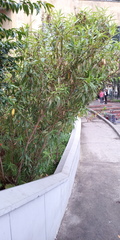 Baccharis latifolia