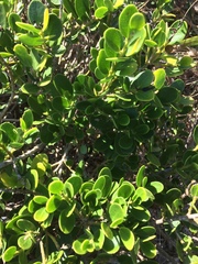 Melicytus orarius