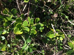Melicytus orarius