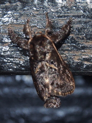Euclea plugma