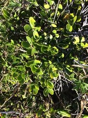 Melicytus orarius