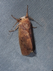 Hemiceratinae