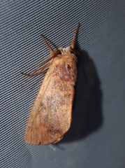 Hemiceratinae