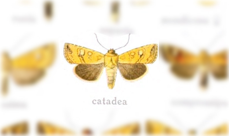 Hydroeciodes catadea