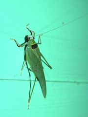 Image of Phylloptera quinquemaculata