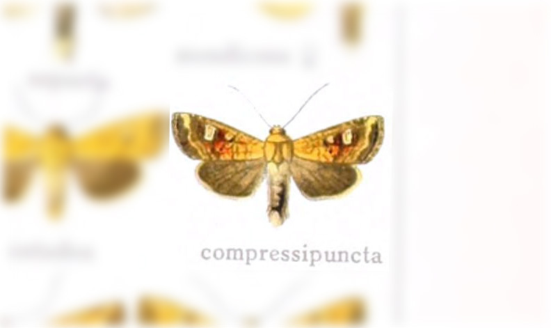 Hydroeciodes compressipuncta