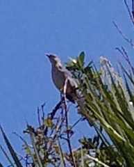 Mimus polyglottos image