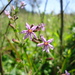 Cuphea calophylla mesostemon - Photo (c) Marlon Garlet Facco, μερικά δικαιώματα διατηρούνται (CC BY-NC), uploaded by Marlon Garlet Facco