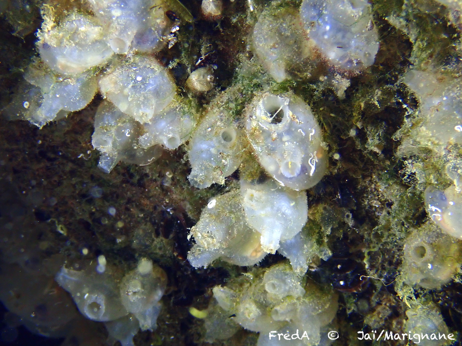 Molgula manhattensis (De Kay, 1843)