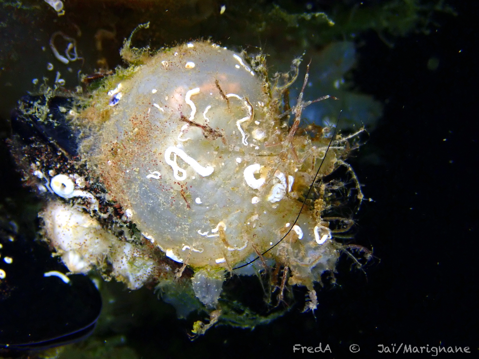 Molgula manhattensis (De Kay, 1843)