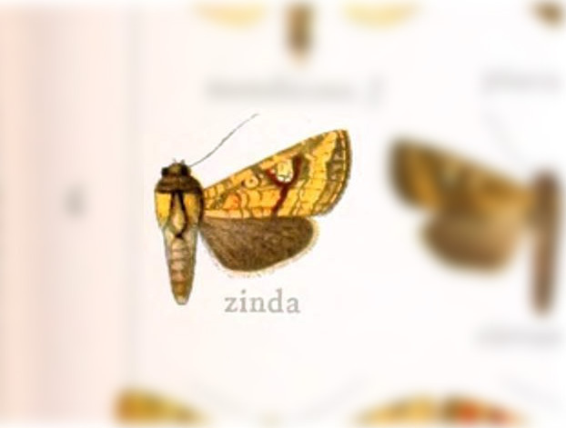 Hydroeciodes zinda