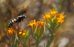 Mitrodetus dentitarsis