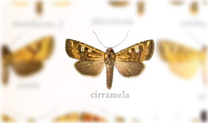 Hydroeciodes cirramela