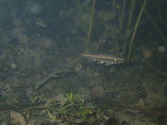 Phoxinus septimaniae