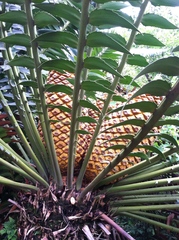 Encephalartos transvenosus