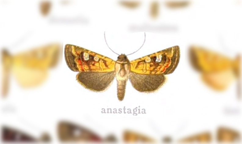 Hydroeciodes anastagia