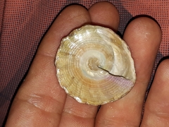Astralium tentoriiforme