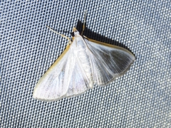 Diaphania glauculalis
