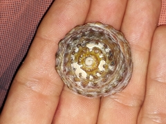 Astralium tentoriiforme