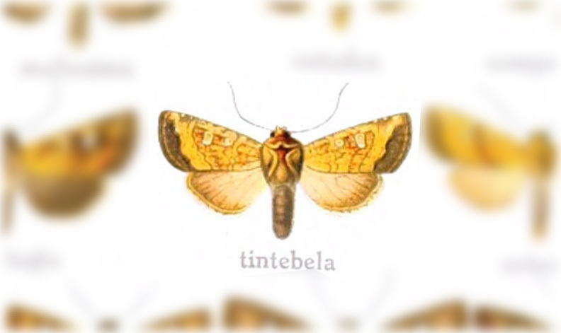 Hydroeciodes tintebela