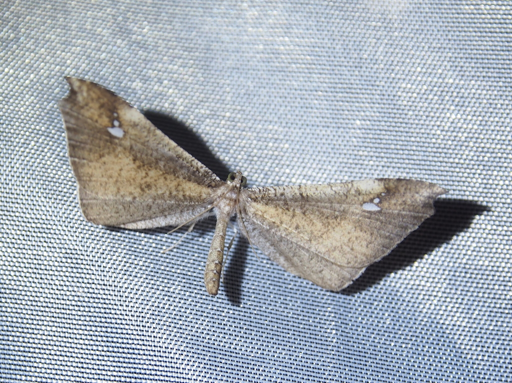 Macrosoma muscerdata