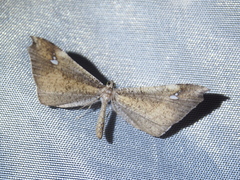 Image of Macrosoma muscerdata
