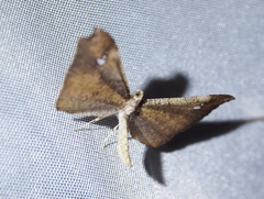 Macrosoma muscerdata