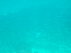 Selar crumenophthalmus