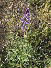 Lupinus truncatus