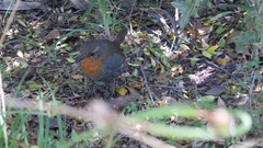 Scelorchilus rubecula