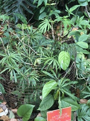 Anthurium polyschistum