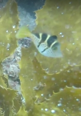 Paraluteres prionurus