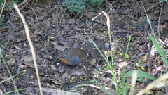 Scelorchilus rubecula