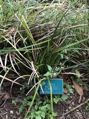 Carex wahuensis