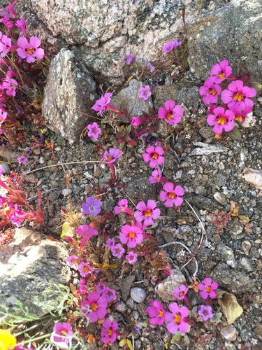 iNaturalist observation photo of Bigelow's monkeyflower
