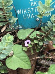 Wikstroemia uva-ursi
