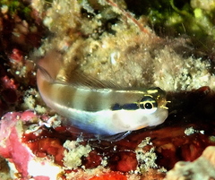 Banda Clown Blenny photo 2