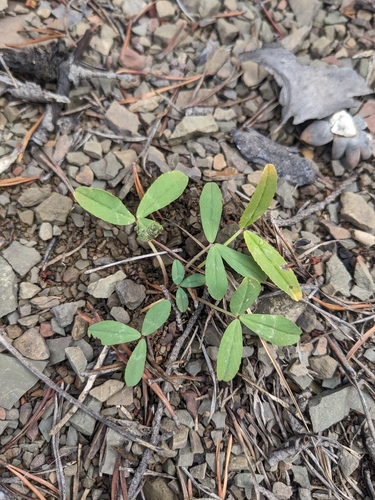 Image of Trifolium virginicum by (c) Alaina Krakowiak, some rights reserved (CC BY)
