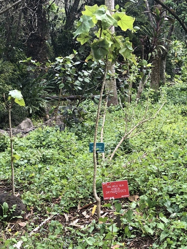Hawaiian Tree Cotton (Kokia drynarioides) · iNaturalist