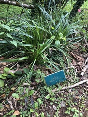 Carex wahuensis