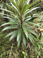 Siphocampylus lucidus