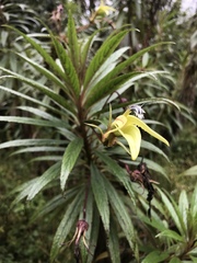 Siphocampylus lucidus