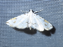 Neurophyseta