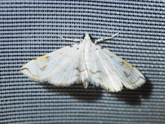 Neurophyseta