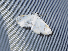Neurophyseta