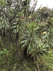 Siphocampylus lucidus