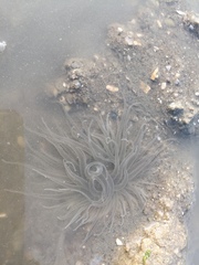 Paracondylactis sinensis