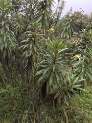 Siphocampylus lucidus