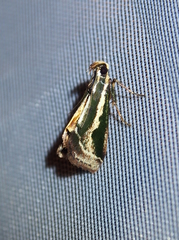 Anarnatula subflavida
