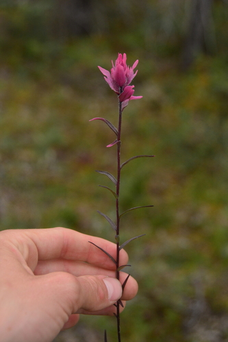 Image of Castilleja raupii by no rights reserved